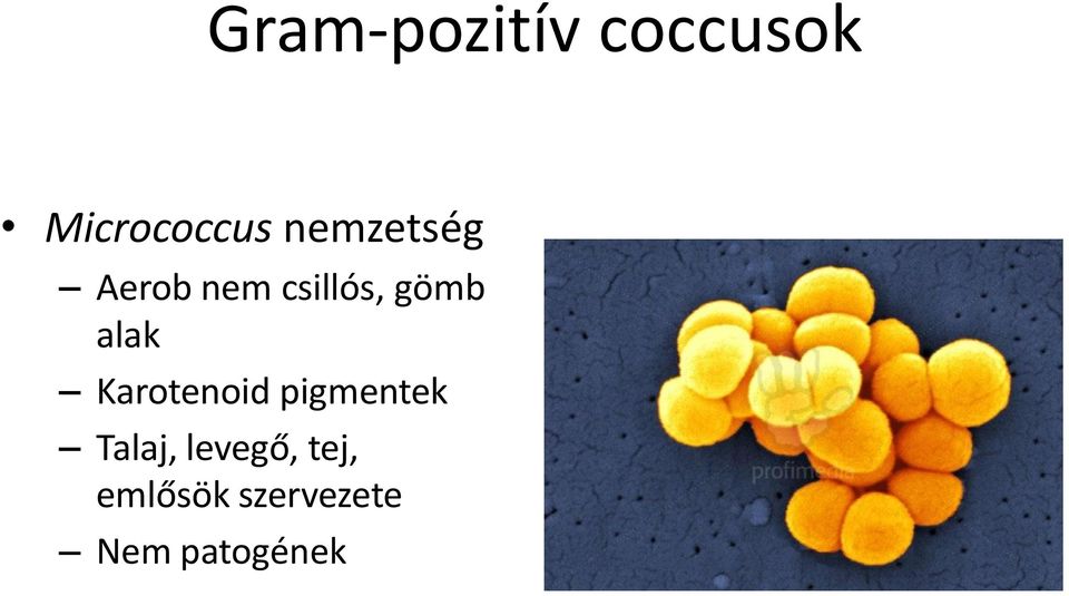 alak Karotenoid pigmentek Talaj,