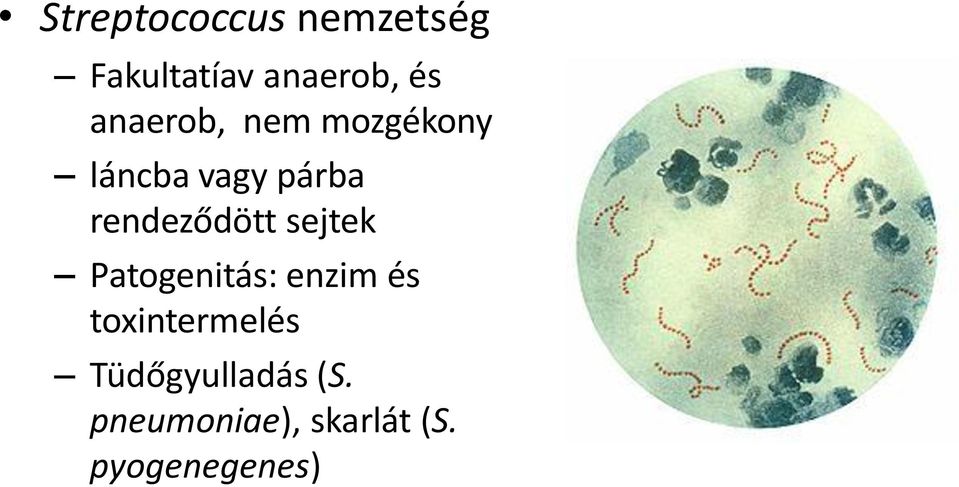 rendeződött sejtek Patogenitás: enzim és