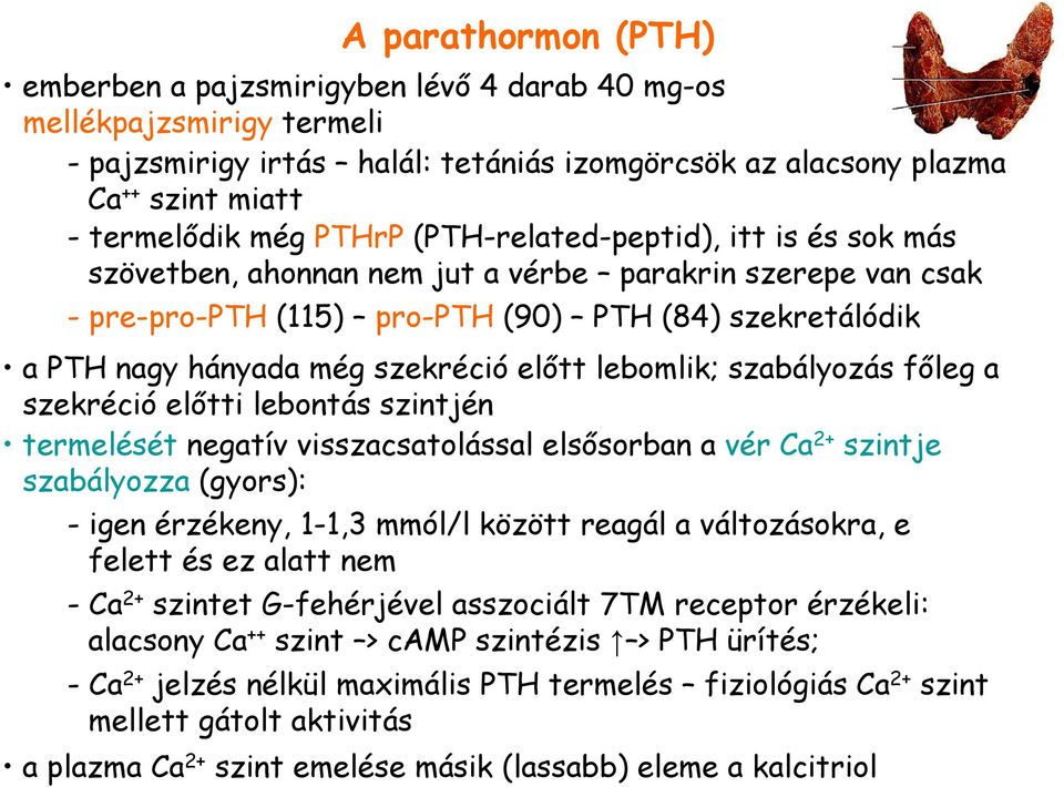 elıtt lebomlik; szabályozás fıleg a szekréció elıtti lebontás szintjén termelését negatív visszacsatolással elsısorban a vér Ca 2+ szintje szabályozza (gyors): - igen érzékeny, 1-1,3 mmól/l között