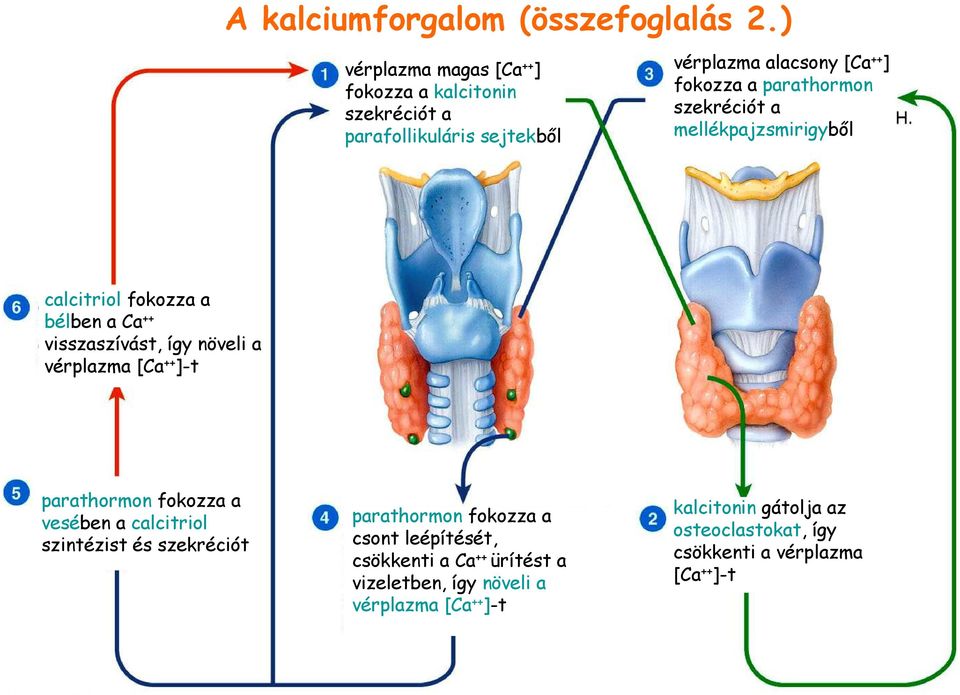 parathormon szekréciót a mellékpajzsmirigybıl calcitriol fokozza a bélben a Ca ++ visszaszívást, így növeli a vérplazma [Ca ++ ]-t