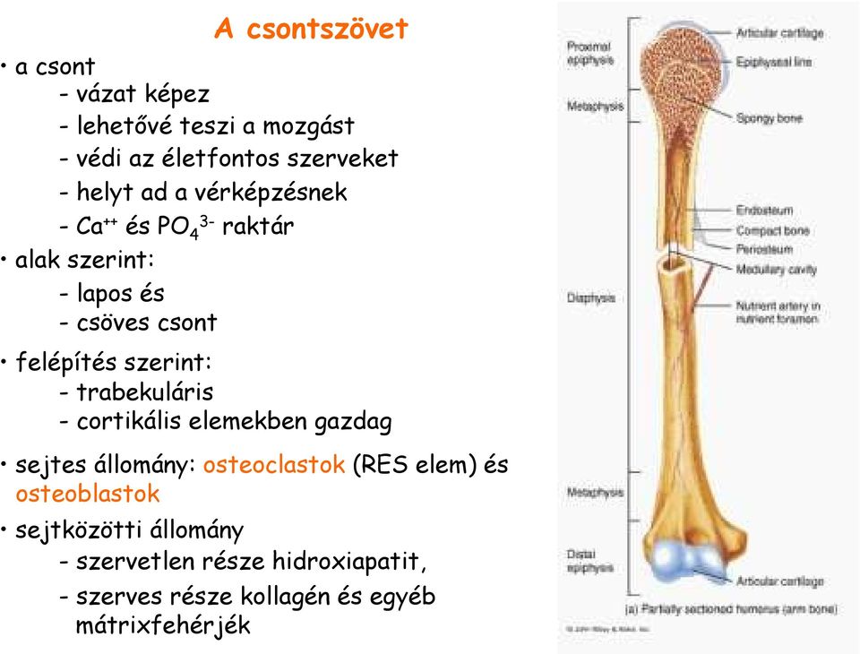 - trabekuláris - cortikális elemekben gazdag sejtes állomány: osteoclastok (RES elem) és osteoblastok