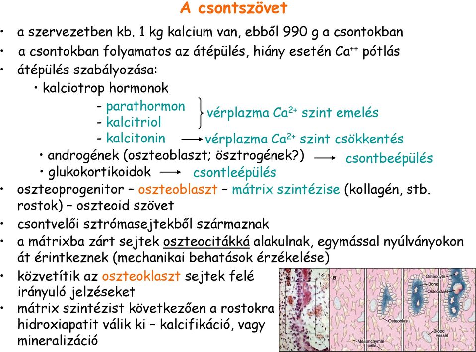 - kalcitriol - kalcitonin vérplazma Ca 2+ szint csökkentés androgének (oszteoblaszt; ösztrogének?