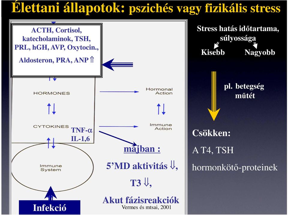 , Aldosteron, PRA, ANP Stress hatás időtartama, súlyossága Kisebb Nagyobb pl.