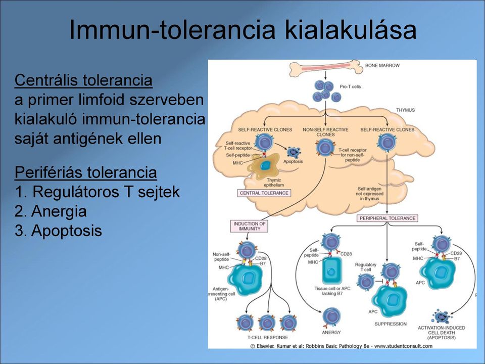 immun-tolerancia saját antigének ellen