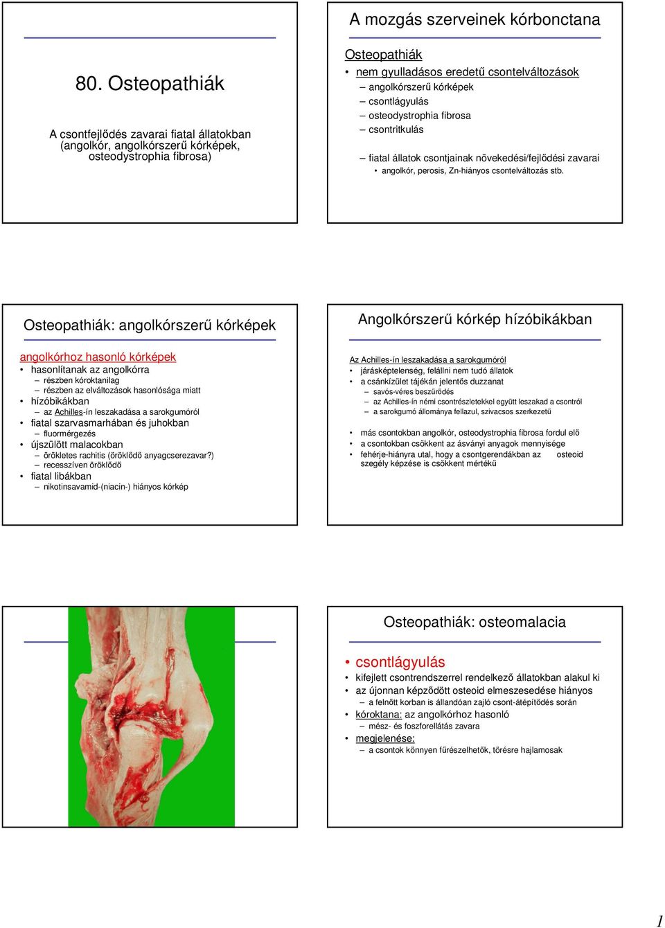 csontlágyulás osteodystrophia fibrosa csontritkulás fiatal állatok csontjainak növekedési/fejlıdési zavarai angolkór, perosis, Zn-hiányos csontelváltozás stb.