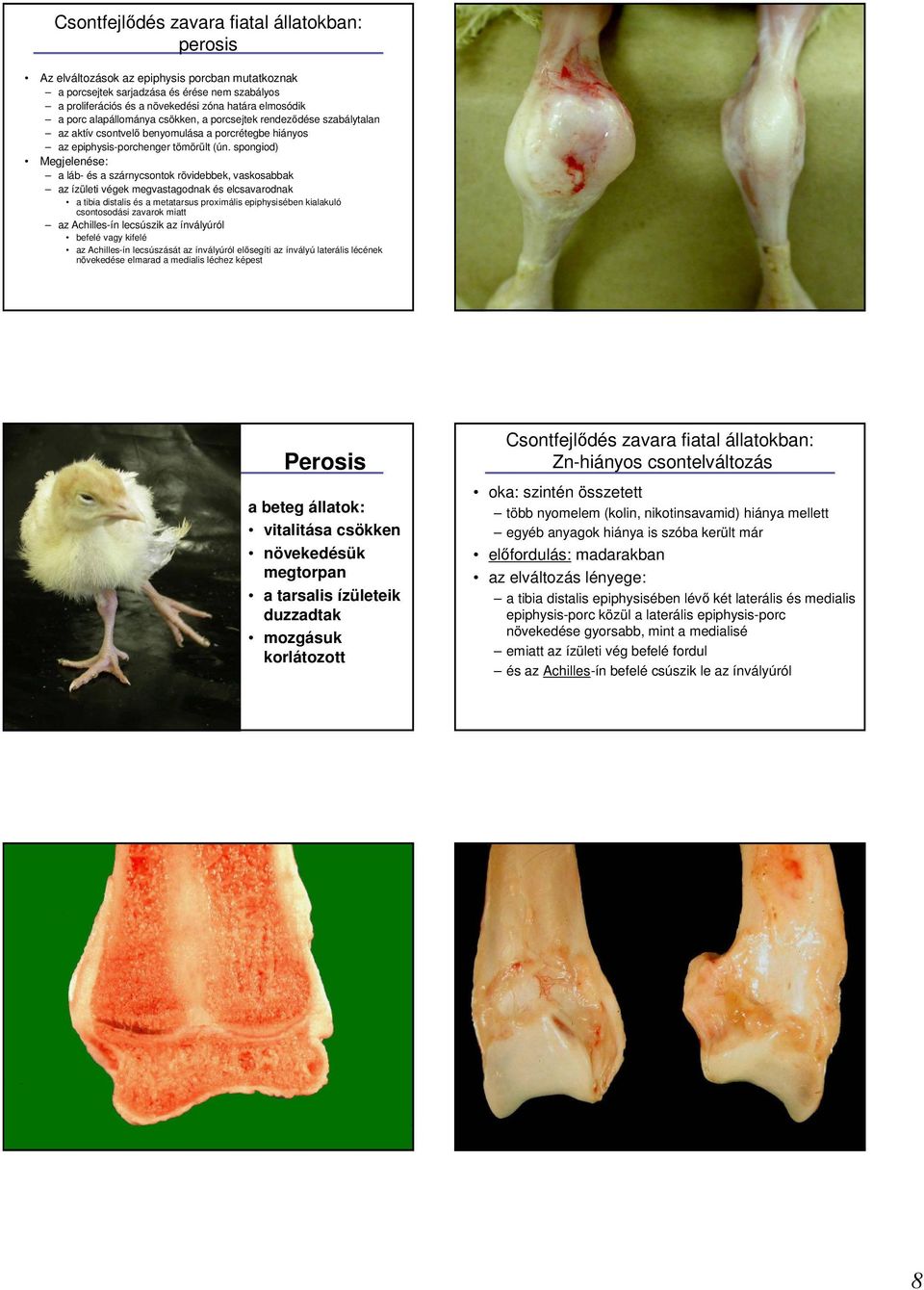 spongiod) Megjelenése: a láb- és a szárnycsontok rövidebbek, vaskosabbak az ízületi végek megvastagodnak és elcsavarodnak a tibia distalis és a metatarsus proximális epiphysisében kialakuló