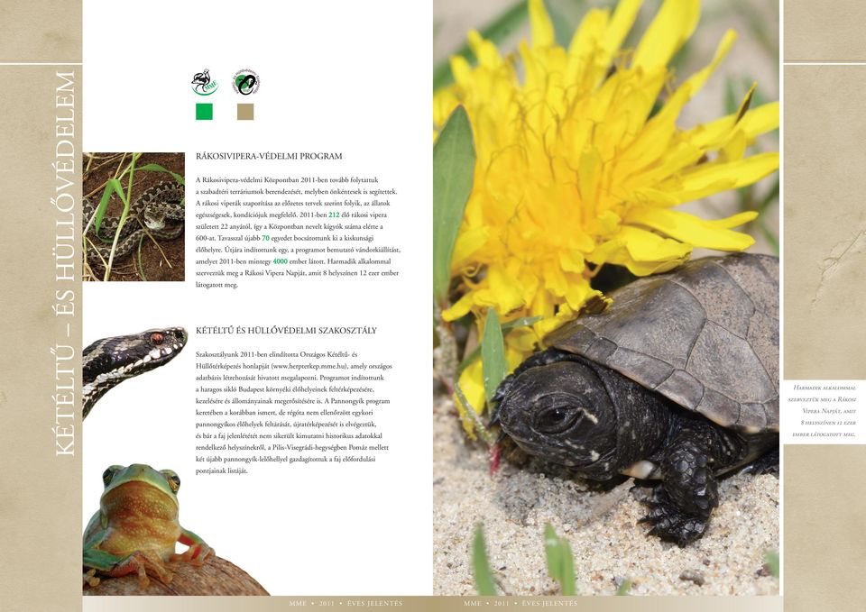 2011-ben 212 élô rákosi vipera született 22 anyától, így a Központban nevelt kígyók száma elérte a 600-at. Tavasszal újabb 70 egyedet bocsátottunk ki a kiskunsági élôhelyre.