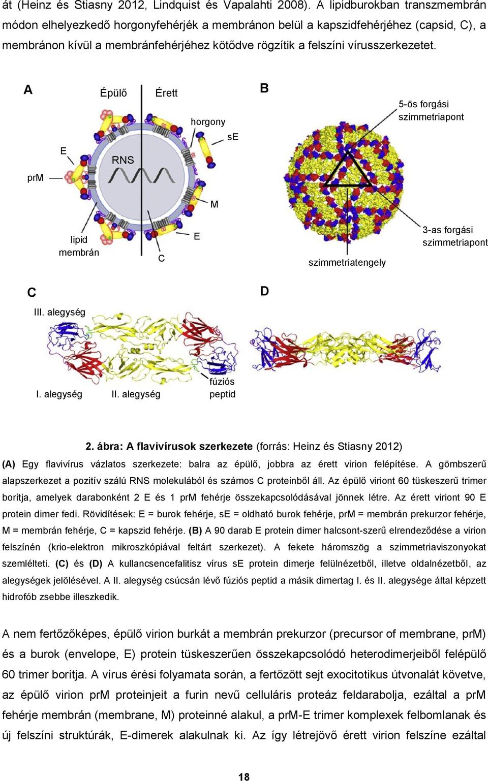 A E Épülő RNS Érett horgony se B 5-ös forgási szimmetriapont prm M lipid membrán C E szimmetriatengely 3-as forgási szimmetriapont C D III. alegység I. alegység II. alegység fúziós peptid 2.