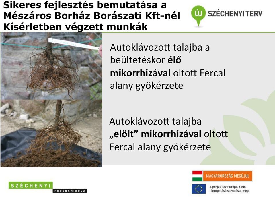 beültetéskor élő mikorrhizával olto+ Fercal alany gyökérzete