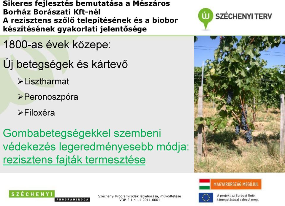 Lisztharmat Ø Peronoszpóra Ø Filoxéra Gombabetegségekkel szembeni védekezés legeredményesebb