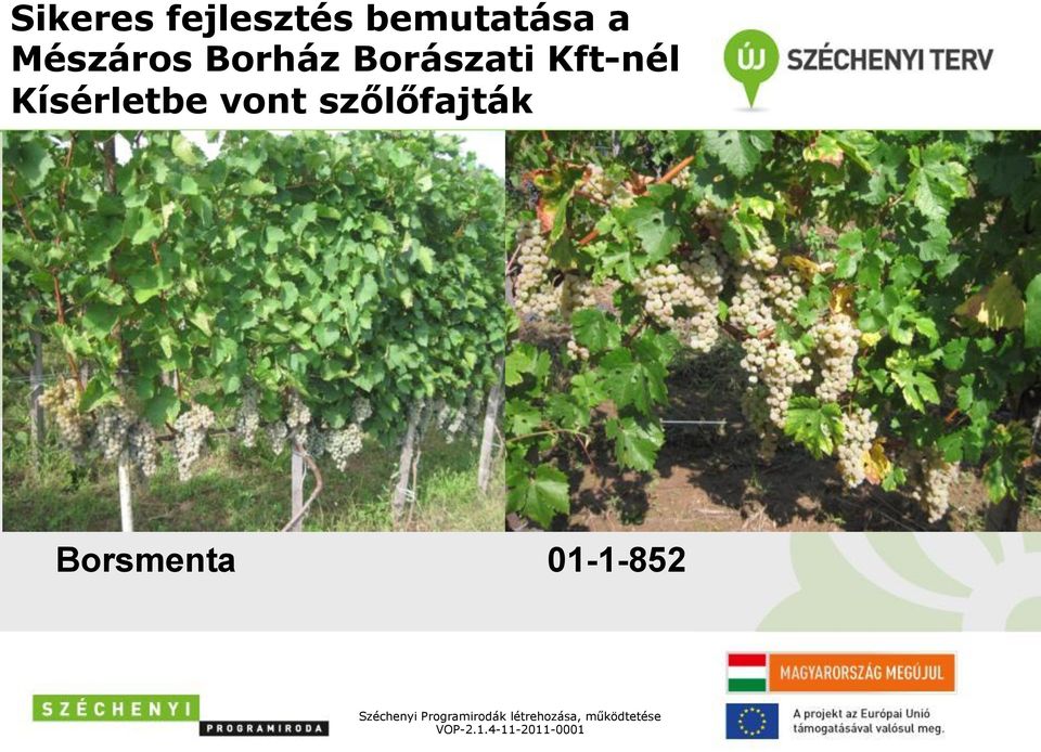 szőlőfajták Borsmenta 01-1-852 Széchenyi