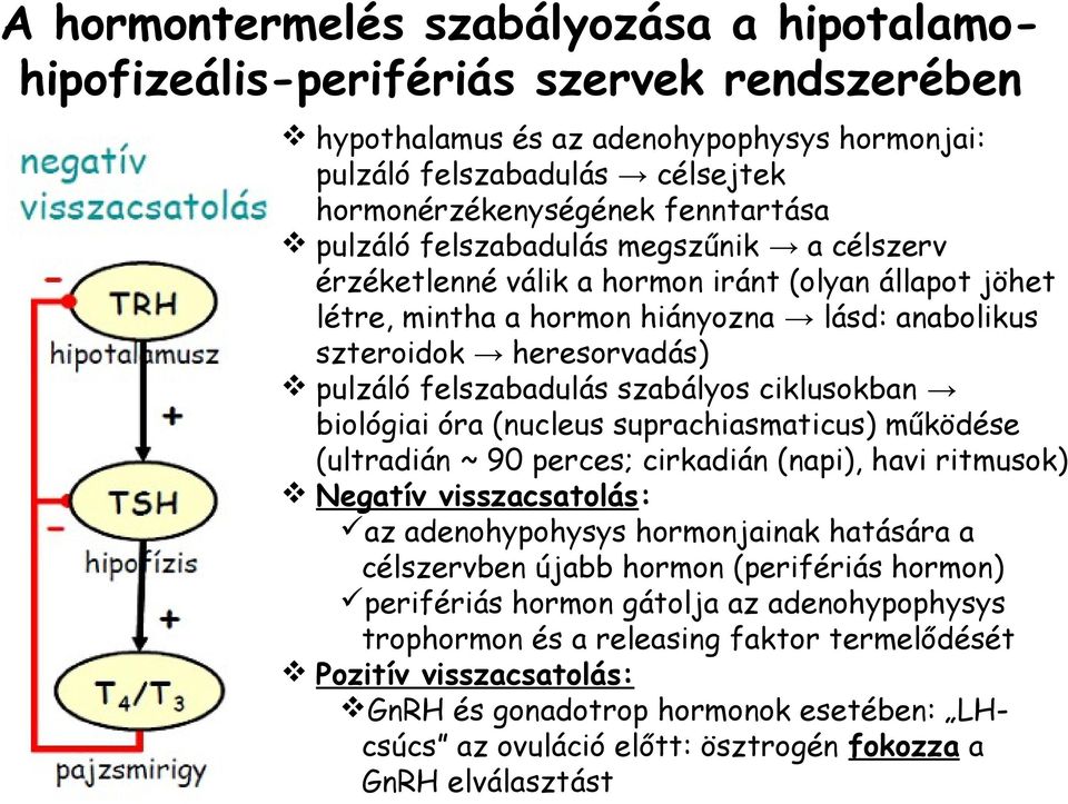 szabályos ciklusokban biológiai óra (nucleus suprachiasmaticus) működése (ultradián ~ 90 perces; cirkadián (napi), havi ritmusok) Negatív visszacsatolás: az adenohypohysys hormonjainak hatására a