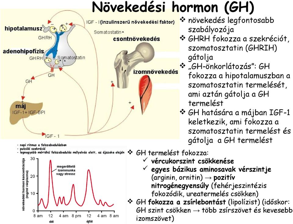 termelést és gátolja a GH termelést GH termelést fokozza: vércukorszint csökkenése egyes bázikus aminosavak vérszintje (arginin, ornitin) pozitív