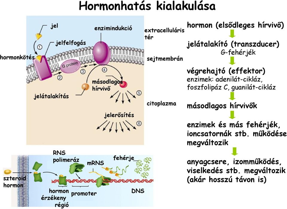 guanilát-cikláz másodlagos hírvivő citoplazma másodlagos hírvivők jelerősítés enzimek és más fehérjék, ioncsatornák stb.