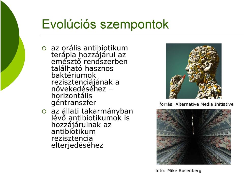 horizontális géntranszfer az állati takarmányban lévő antibiotikumok is