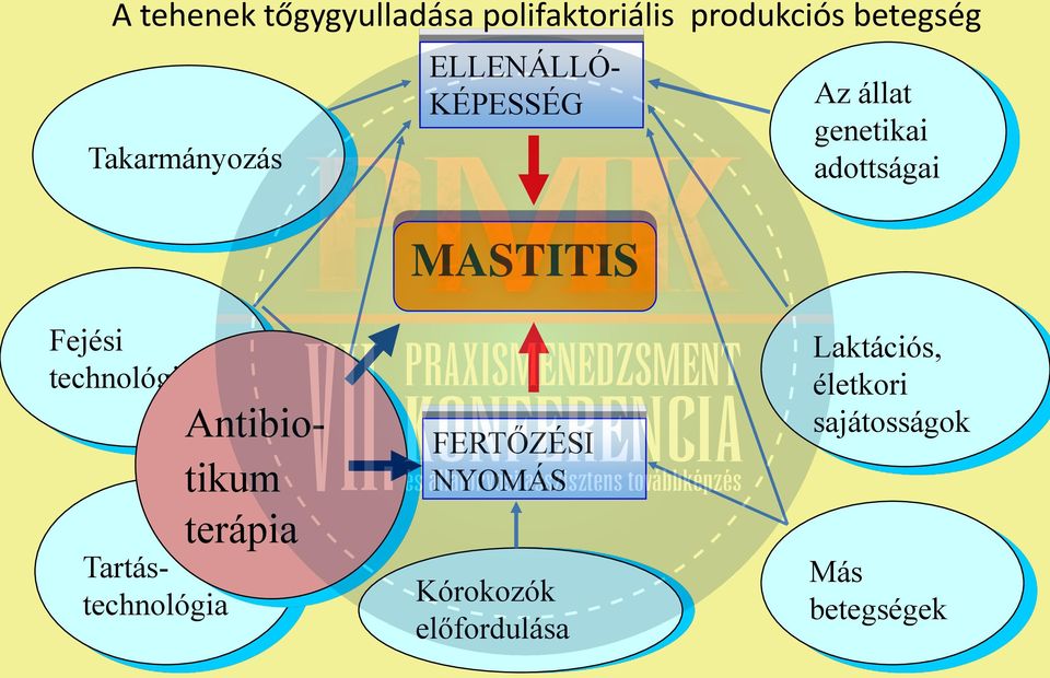 genetikai adottságai MASTITIS Fejési technológia Antibiotikum terápia