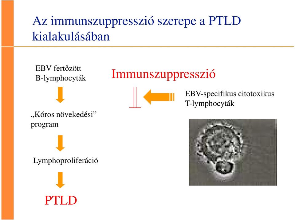 Kóros növekedési program Immunszuppresszió