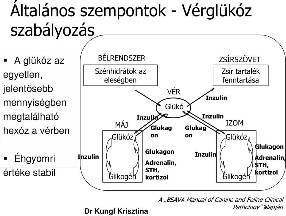 VÉR Glükó z Glukagon Adrenalin, STH, kortizol Glukag on Inzulin Inzulin Inzulin ZSÍRSZÖVET Zsír tartalék