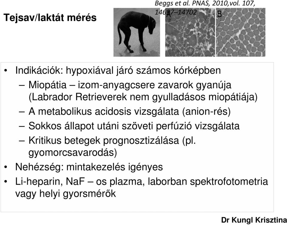 Retrieverek nem gyulladásos miopátiája) A metabolikus acidosis vizsgálata (anion-rés) Sokkos állapot utáni szöveti