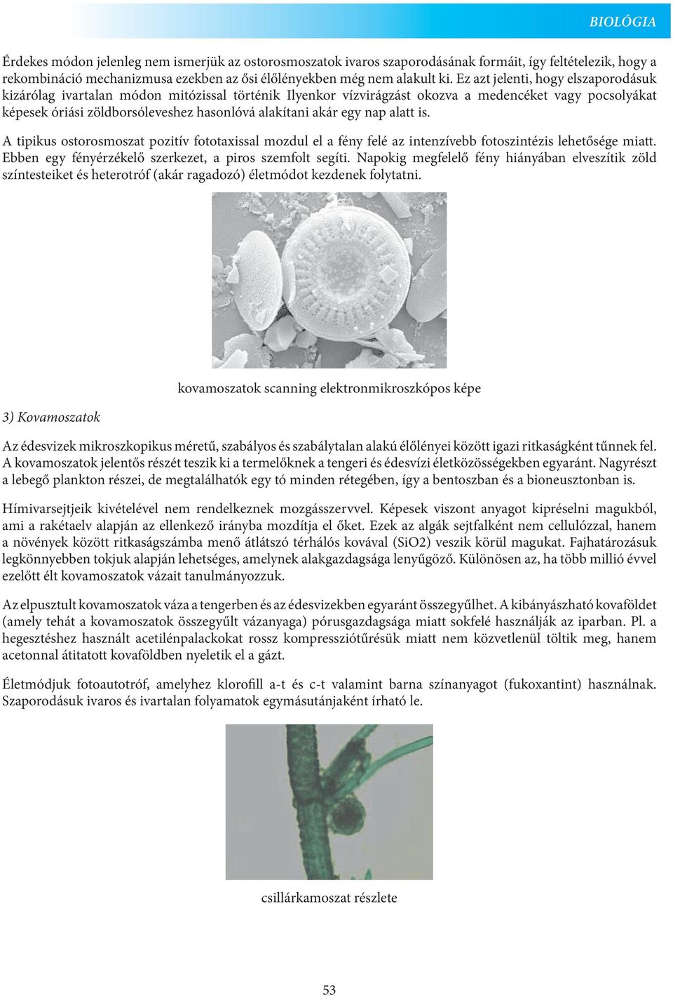 egy nap alatt is. A tipikus ostorosmoszat pozitív fototaxissal mozdul el a fény felé az intenzívebb fotoszintézis lehetősége miatt. Ebben egy fényérzékelő szerkezet, a piros szemfolt segíti.