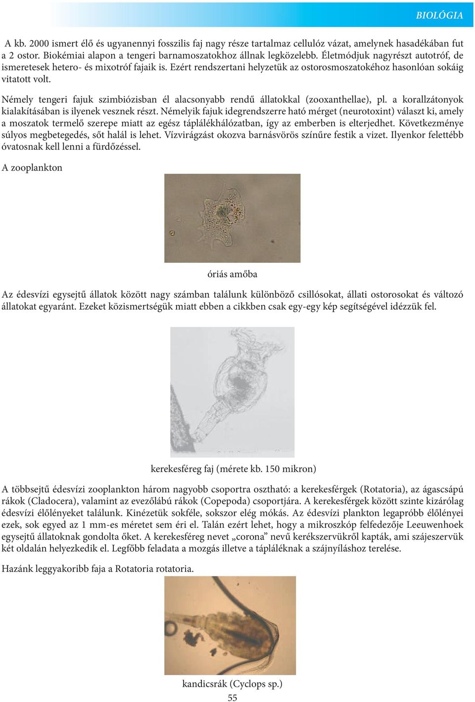 Némely tengeri fajuk szimbiózisban él alacsonyabb rendű állatokkal (zooxanthellae), pl. a korallzátonyok kialakításában is ilyenek vesznek részt.