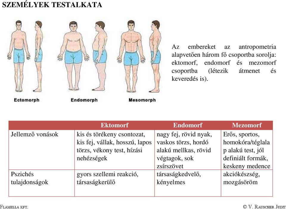 Jellemző vonások Pszichés tulajdonságok Ektomorf Endomorf Mezomorf nagy fej, rövid nyak, Erős, sportos, vaskos törzs, hordó homokóra/téglala alakú