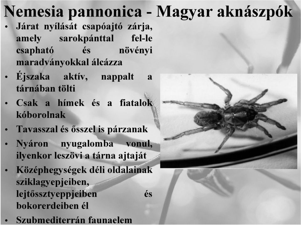 kóborolnak k Tavasszal és ősszel is párzanak Nyáron nyugalomba vonul, ilyenkor leszövi a tárna ajtaját