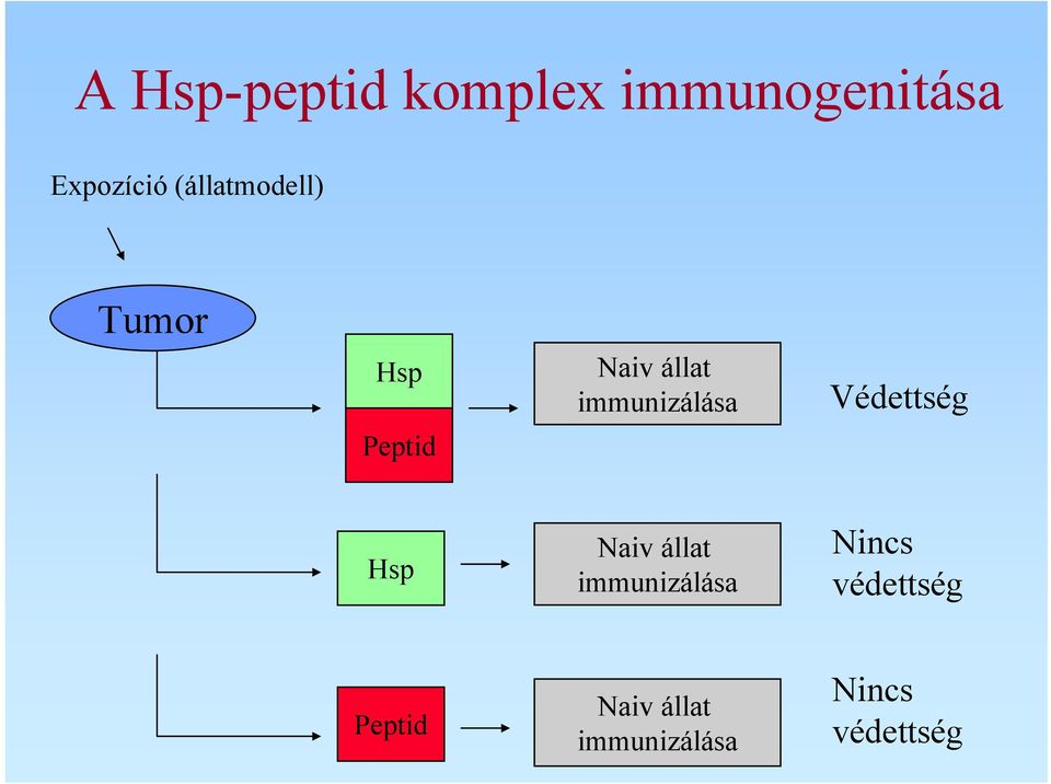 Védettség Peptid Hsp Naiv állat immunizálása Nincs