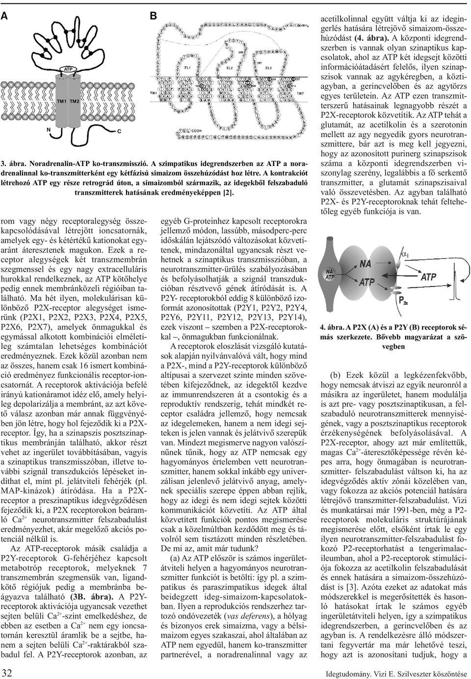 Ma hét ilyen, molekulárisan különbözõ P2X-receptor alegységet ismerünk (P2X1, P2X2, P2X3, P2X4, P2X5, P2X6, P2X7), amelyek önmagukkal és egymással alkotott kombinációi elméletileg számtalan
