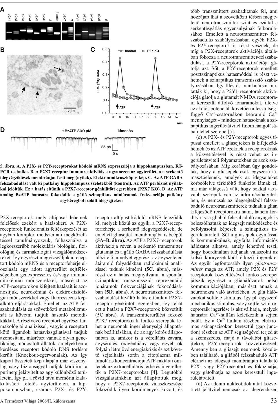 Ez a hatás eltûnik a P2X7-receptor génkiütött egerekben (P2X7 KO). D.