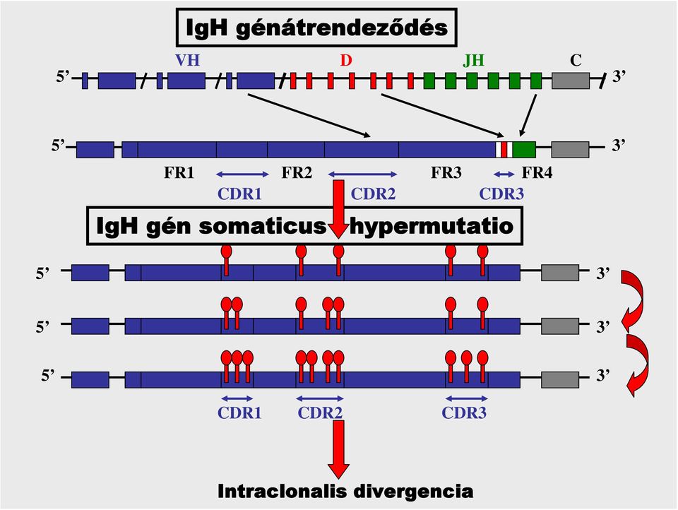 FR3 hypermutatio FR4 CDR3 5 3 5 3 5 3