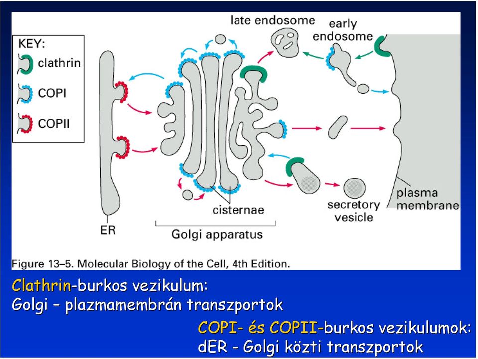 COPI- és COPII-burkos vezikulumok