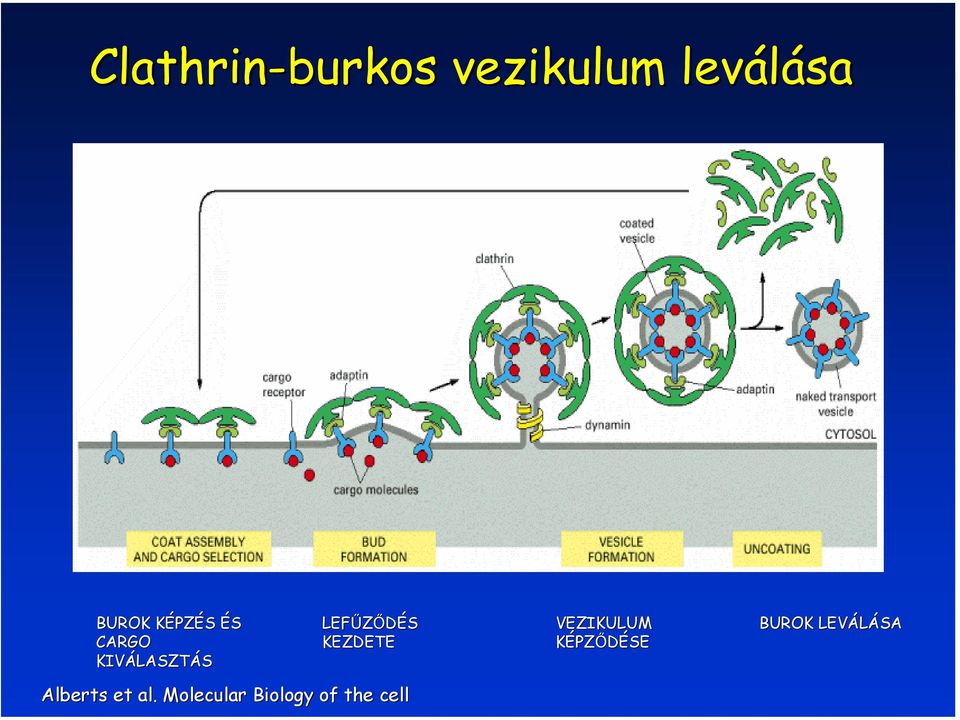 LEFŰZŐDÉS KEZDETE VEZIKULUM KÉPZŐDÉSE BUROK