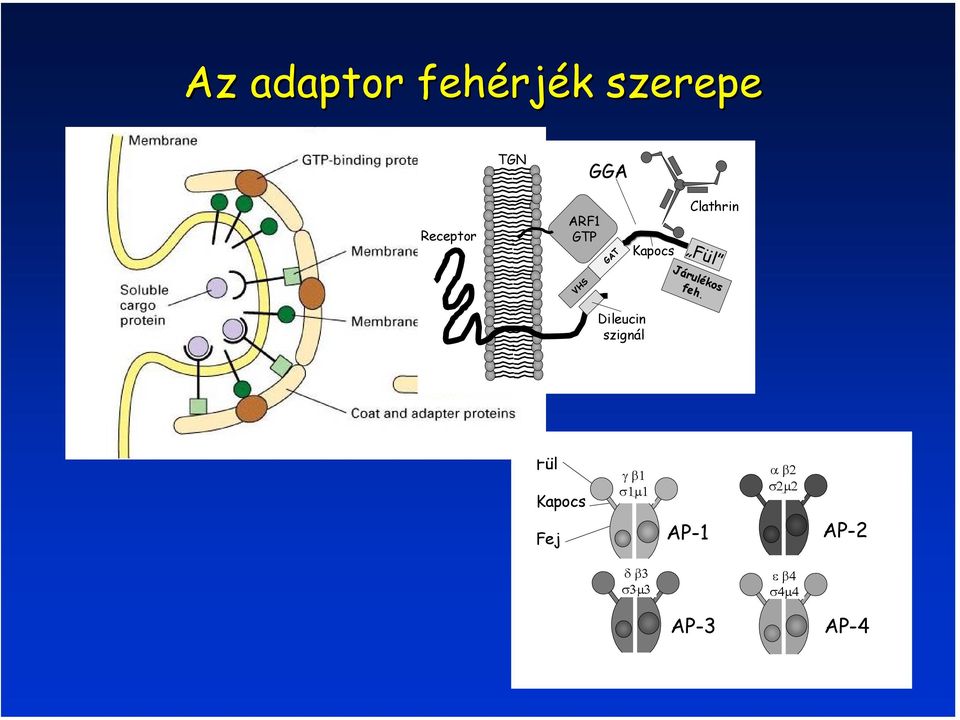 feh. Dileucin szignál Fül Kapocs Fej γ β1 σ1µ1