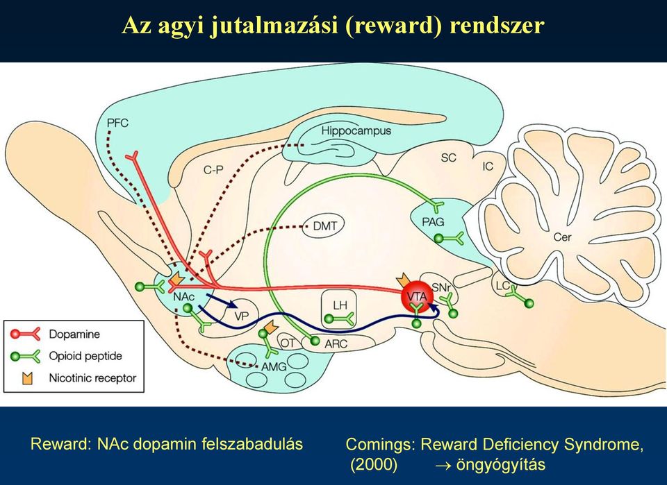 felszabadulás Comings: Reward