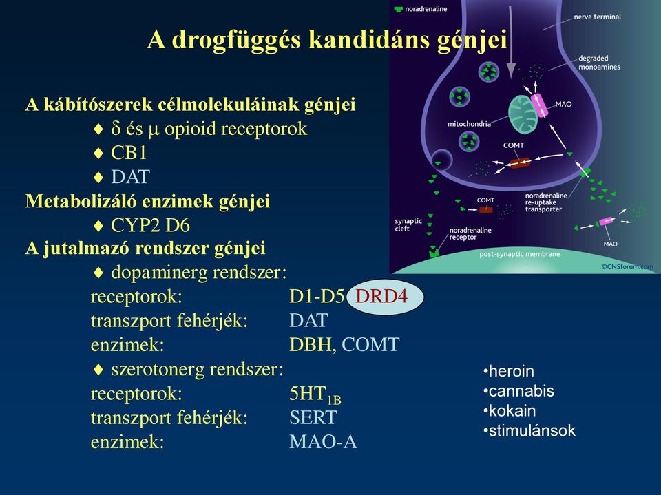 rendszer: receptorok: D1-D5 DRD4 transzport fehérjék: DAT enzimek: DBH, COMT szerotonerg