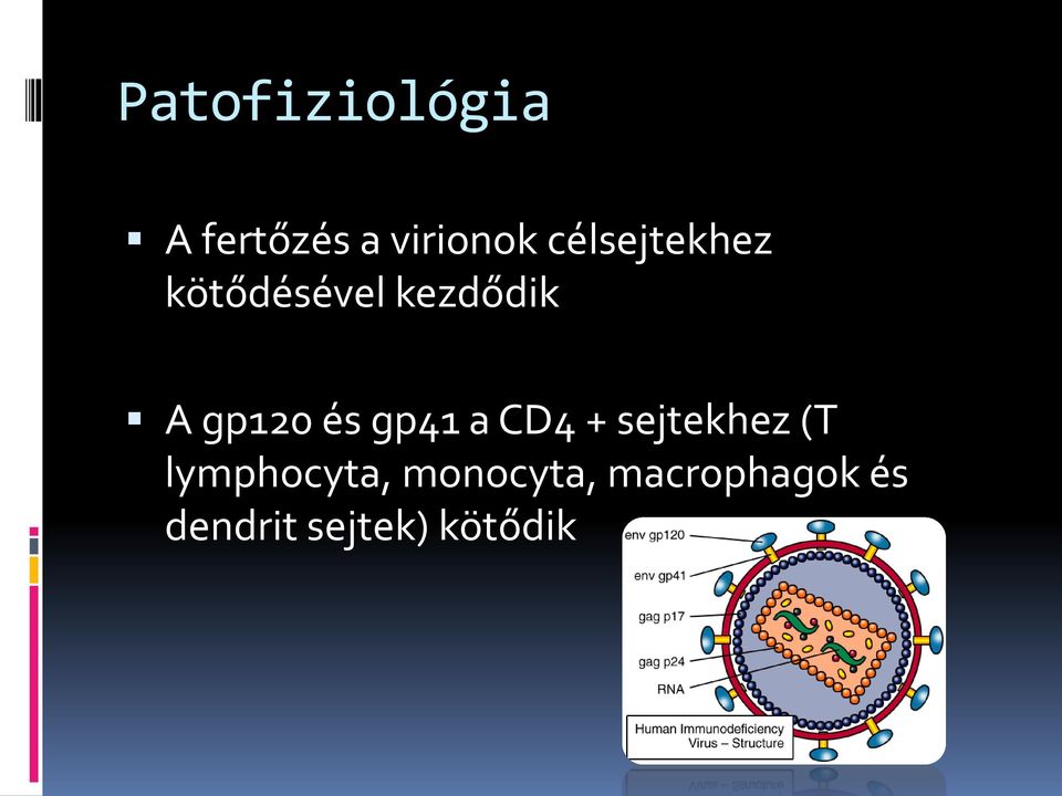 és gp41 a CD4 + sejtekhez (T lymphocyta,