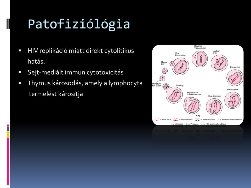 Sejt-mediált immun cytotoxicitás