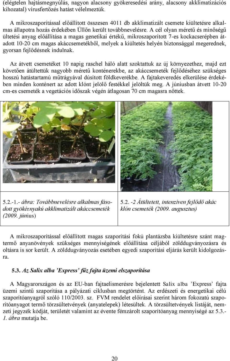 A cél olyan méretű és minőségű ültetési anyag előállítása a magas genetikai értékű, mikroszaporított 7-es kockacserépben átadott 10-20 cm magas akáccsemetékből, melyek a kiültetés helyén biztonsággal