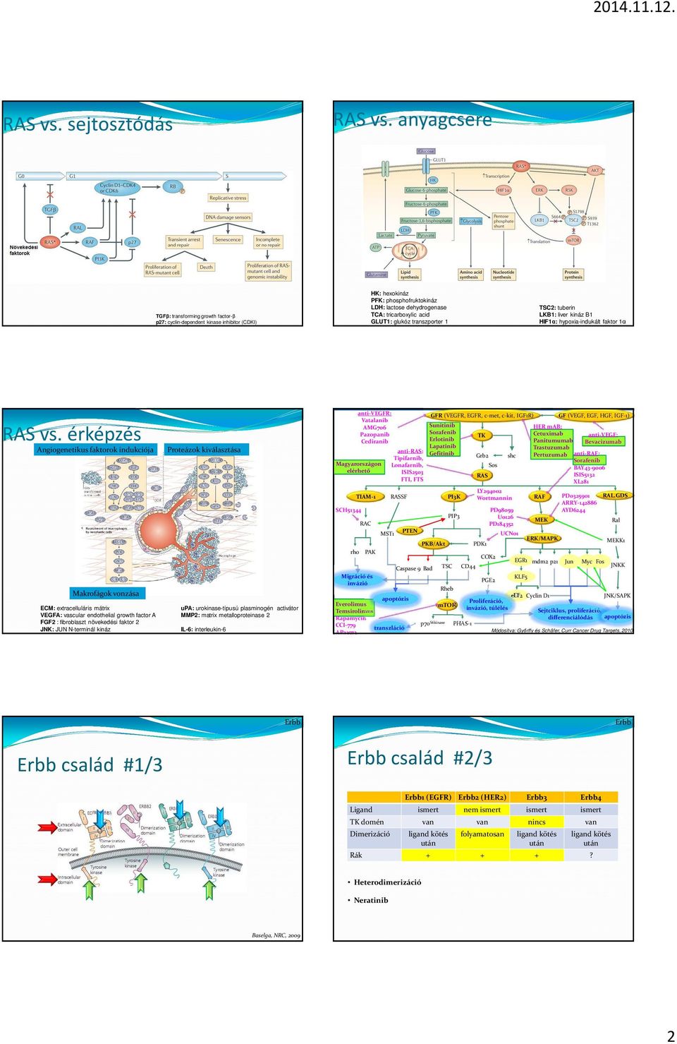 transzporter 1 TSC2: tuberin LKB1: liver kináz B1 HIF1α: hypoxia-indukált faktor 1α RAS vs.