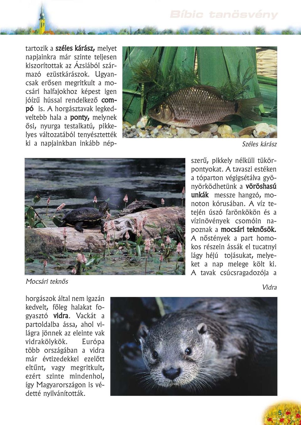 Széles kárász tartozik a széles kárász, melyet napjainkra már szinte teljesen kiszorítottak az Ázsiából származó ezüstkárászok.