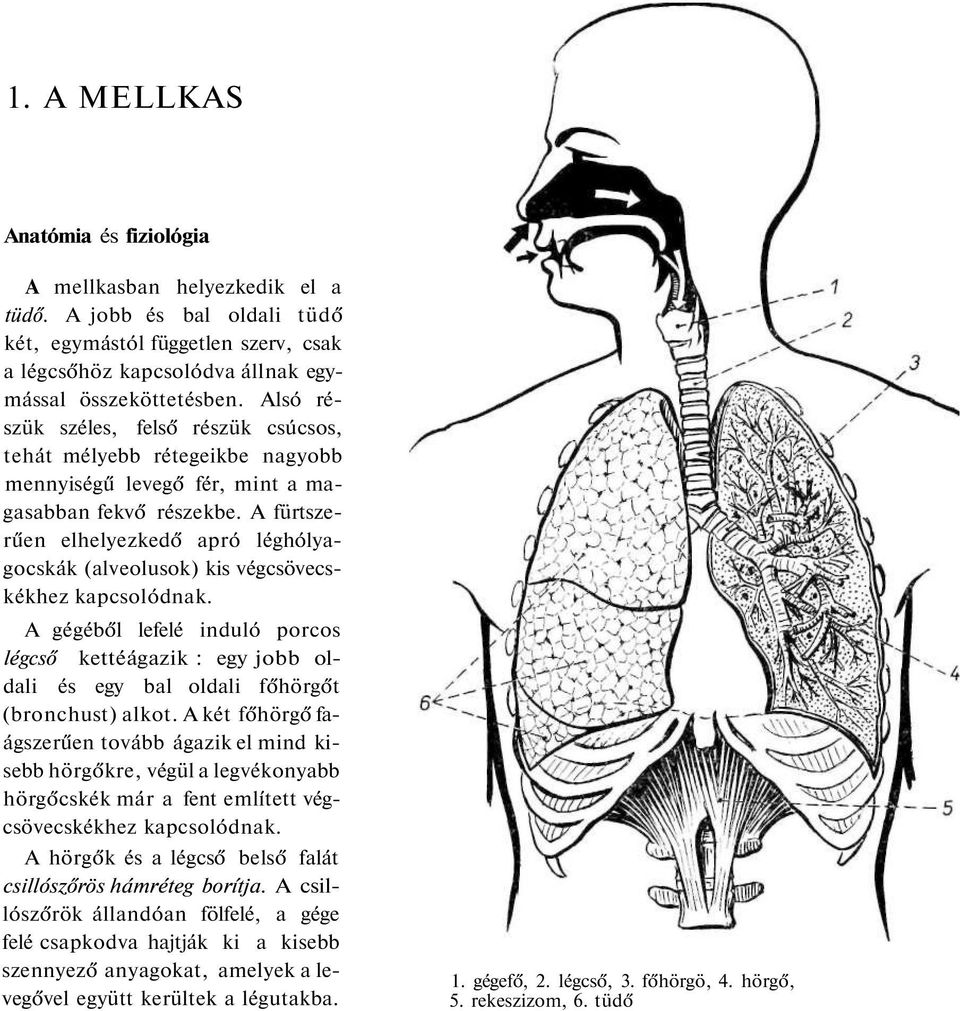 A fürtszerűen elhelyezkedő apró léghólyagocskák (alveolusok) kis végcsövecskékhez kapcsolódnak.