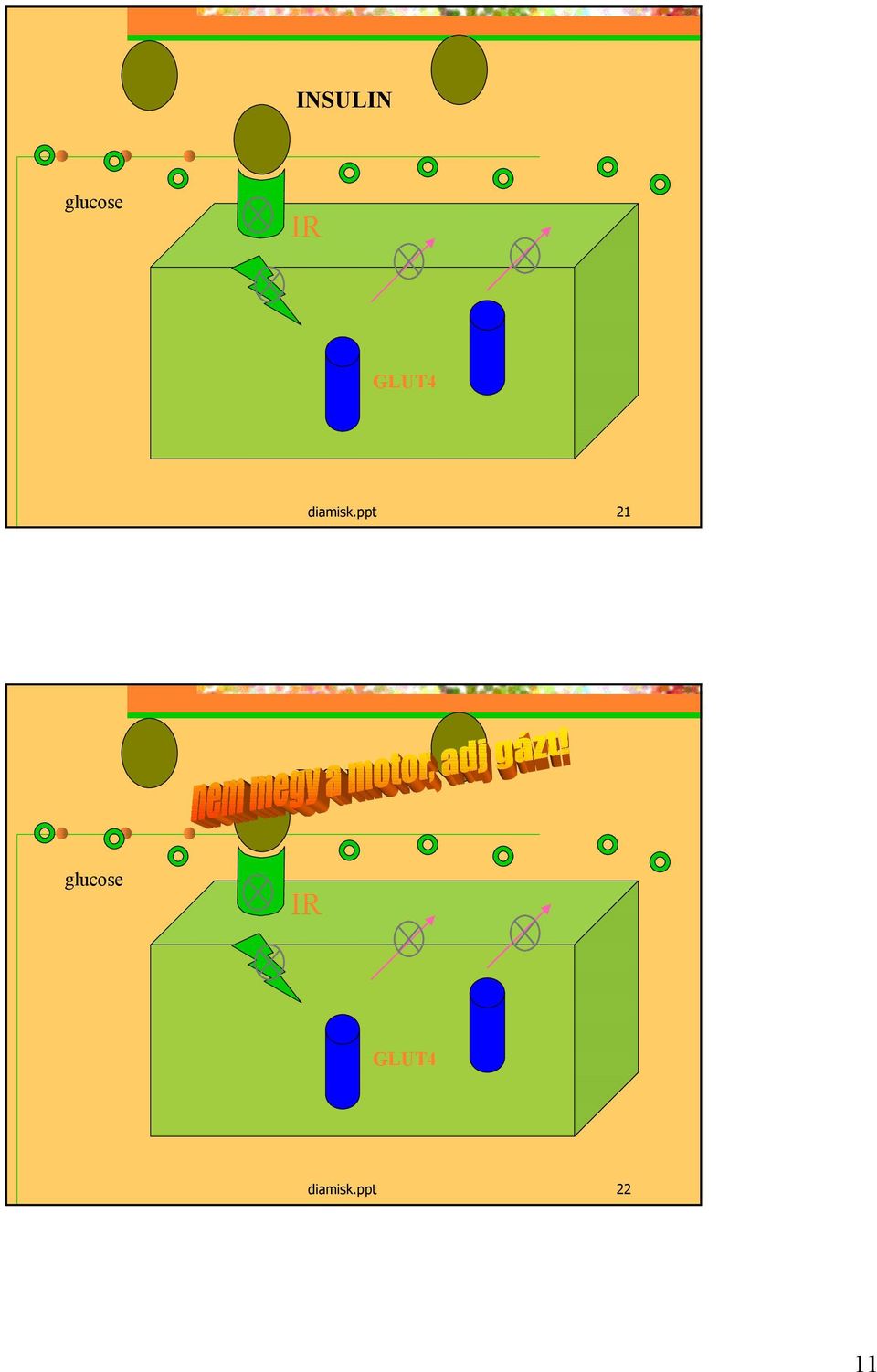 ppt 21  ppt 22 11