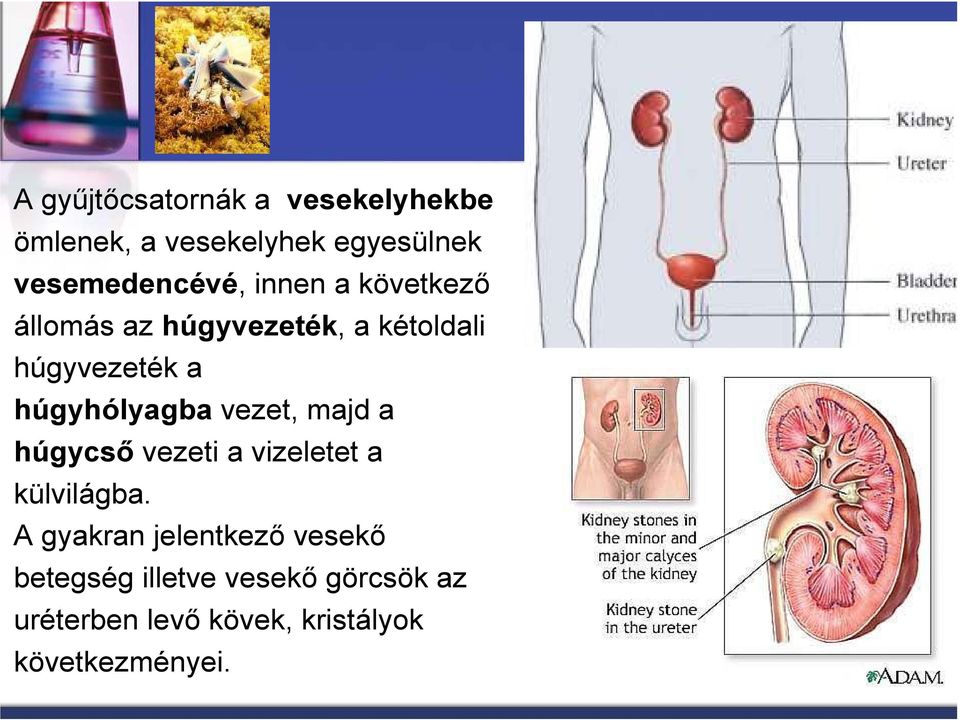 vezet, majd a húgycsı vezeti a vizeletet a külvilágba.