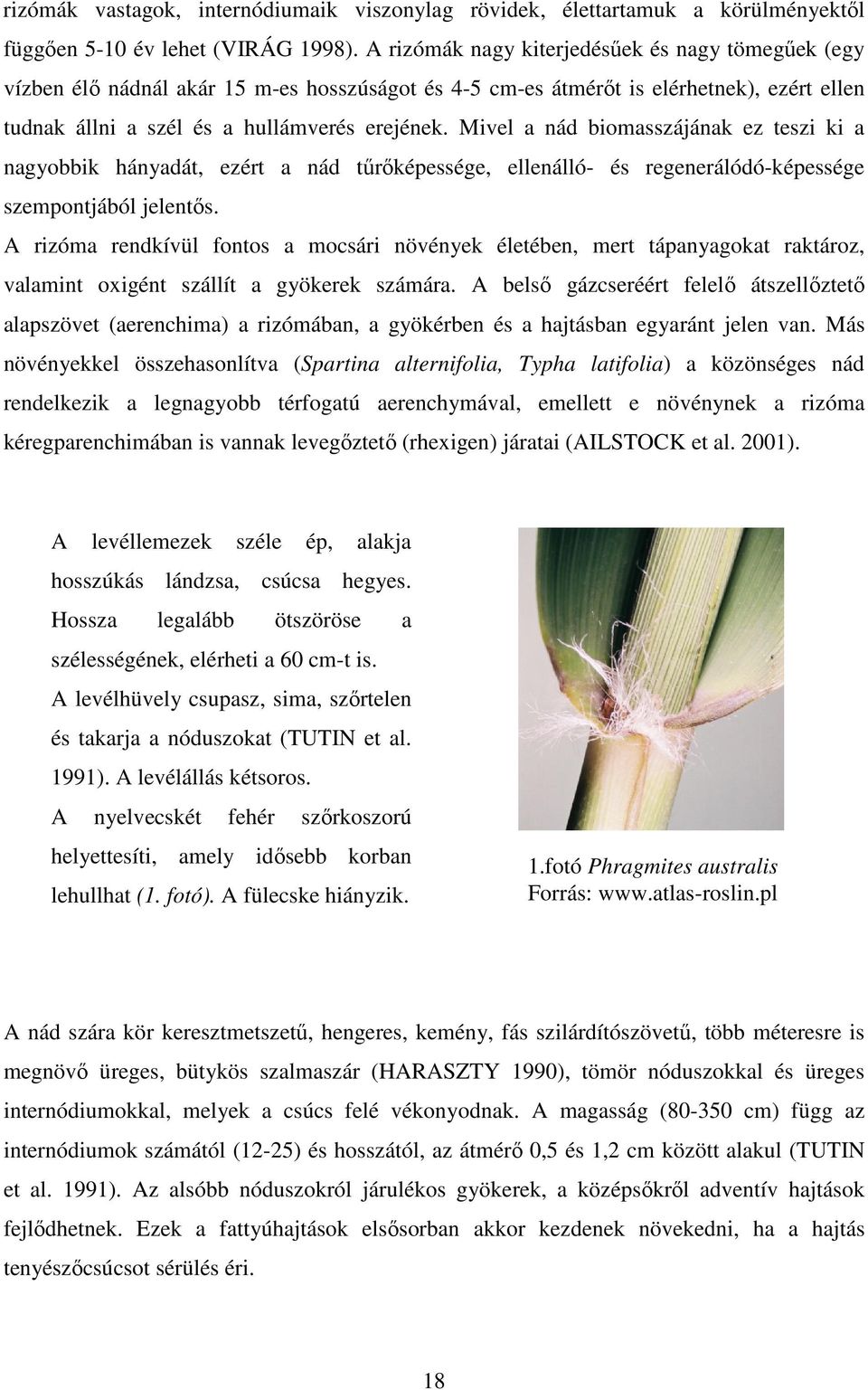 Mivel a nád biomasszájának ez teszi ki a nagyobbik hányadát, ezért a nád tőrıképessége, ellenálló- és regenerálódó-képessége szempontjából jelentıs.