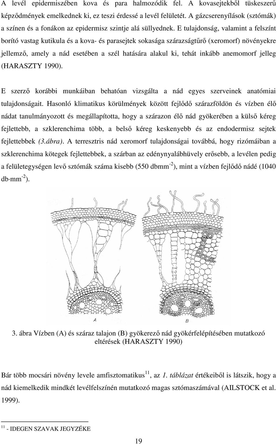E tulajdonság, valamint a felszínt borító vastag kutikula és a kova- és parasejtek sokasága szárazságtőrı (xeromorf) növényekre jellemzı, amely a nád esetében a szél hatására alakul ki, tehát inkább