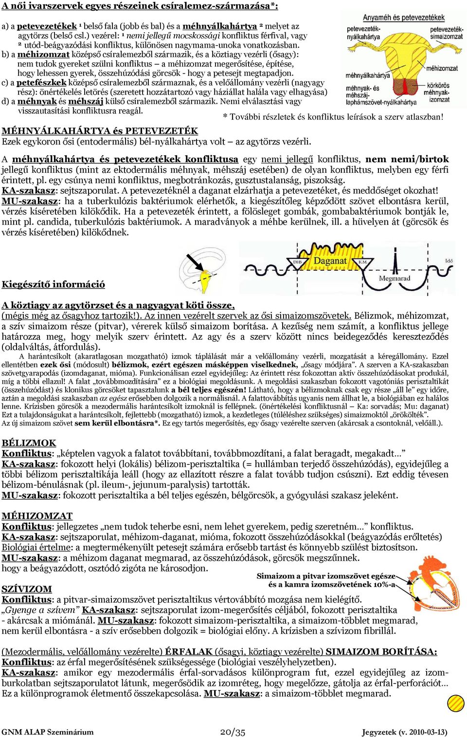 b) a méhizomzat középső csíralemezből származik, és a köztiagy vezérli (ősagy): nem tudok gyereket szülni konfliktus a méhizomzat megerősítése, építése, hogy lehessen gyerek, összehúzódási görcsök -