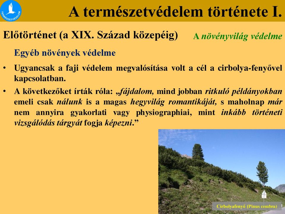cél a cirbolya-fenyővel kapcsolatban.