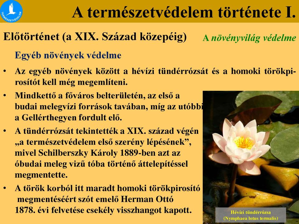 Mindkettő a főváros belterületén, az első a budai melegvízi források tavában, míg az utóbbi a Gellérthegyen fordult elő. A tündérrózsát tekintették a XIX.