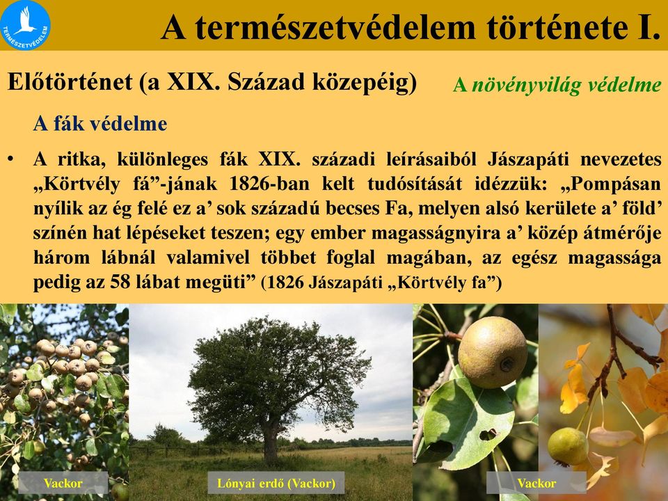 sok századú becses Fa, melyen alsó kerülete a föld színén hat lépéseket teszen; egy ember magasságnyira a közép átmérője